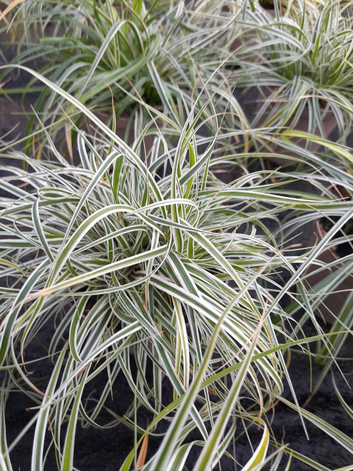 Carex hajochensis u.andere Arten SeggenT11