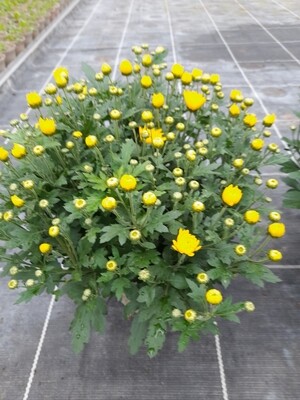 Chrysanthemen, Dendranthema x grandiflorum, Winteraster Busch Eigenproduktion