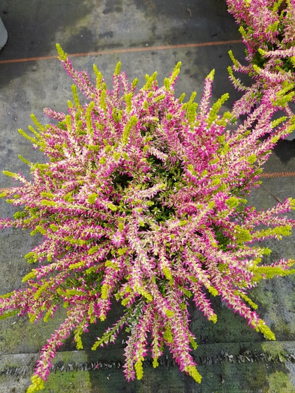 Calluna vulgaris Gardengirls T12