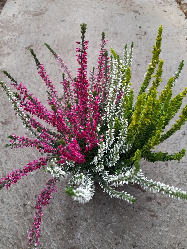 Calluna vulgaris Gardengirls Triogirl T11