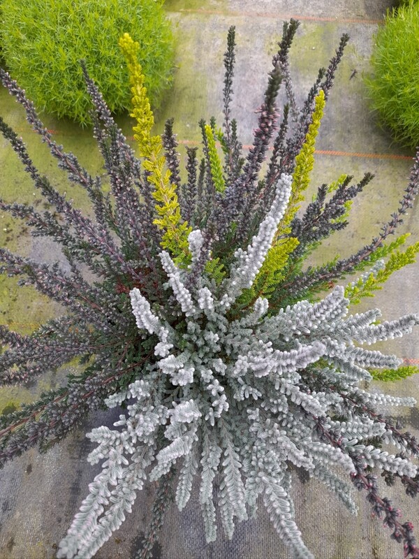 Calluna vulgaris Gardengirls Dreamteam T13