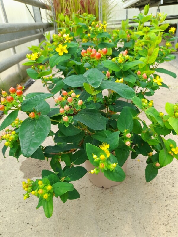 Hypericum Johanniskraut T12