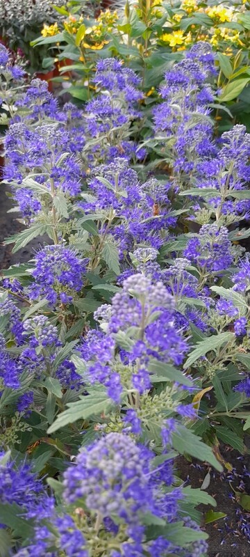 Bartblume  T11, Caryopteris