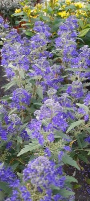 Bartblume  T11, Caryopteris