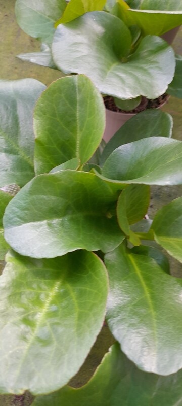 BERGENIA T11