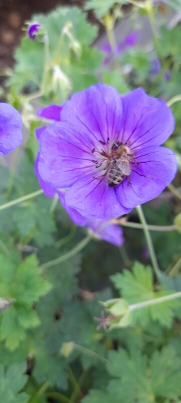 STORCHSCHNABEL T11, Geranium wallichianum Rozanne