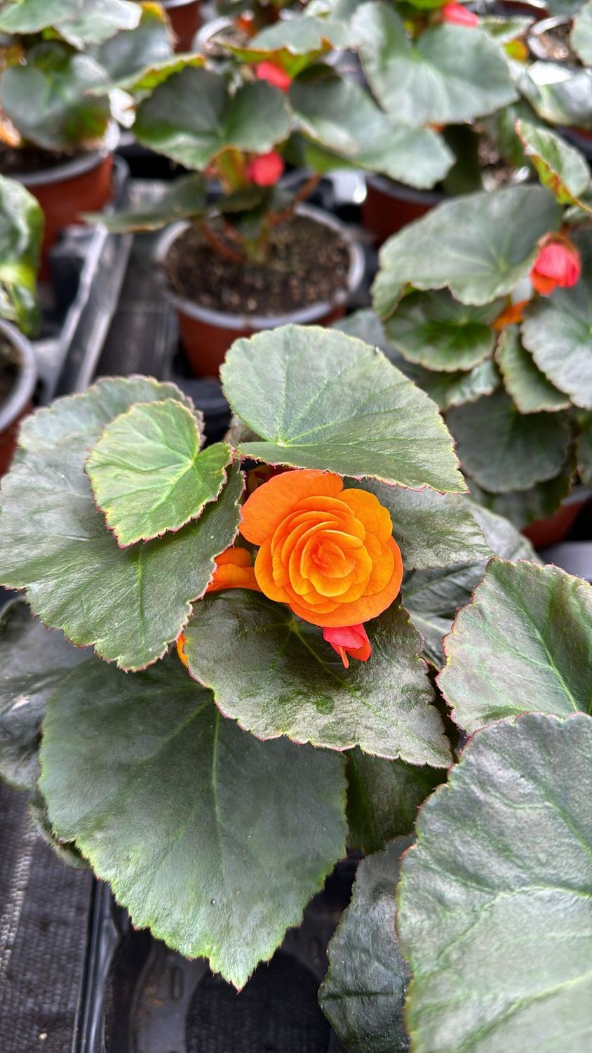 Begonia-Elatior, Solenia, Iconia, Bellissa, Richard Galle
