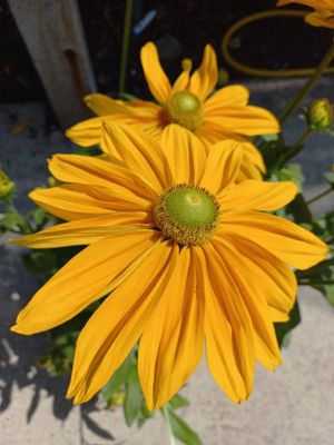 Rudbeckia hirta, Sonnenhut Angebot
