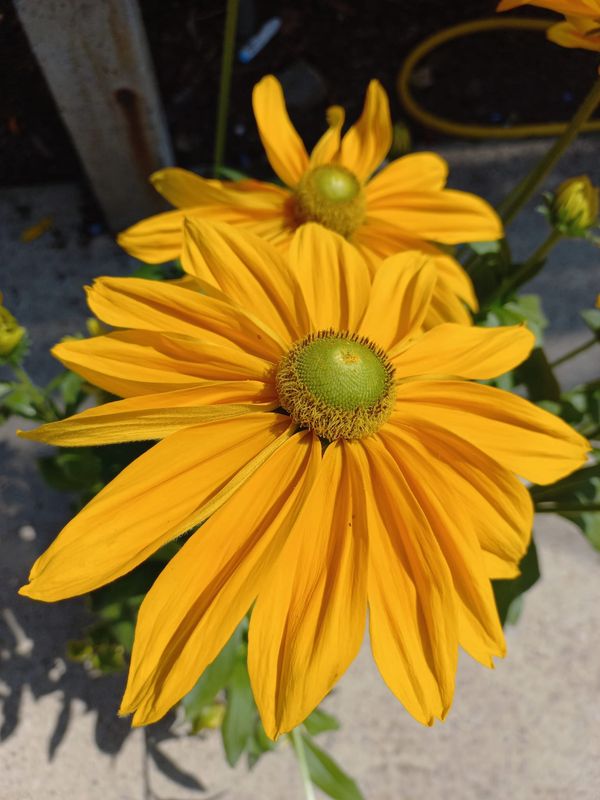 Rudbeckia hirta, Sonnenhut Angebot