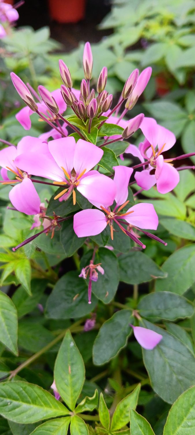 Cleome Spinnenpflanze