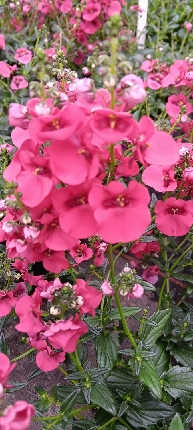 Diascia, Elfensporn