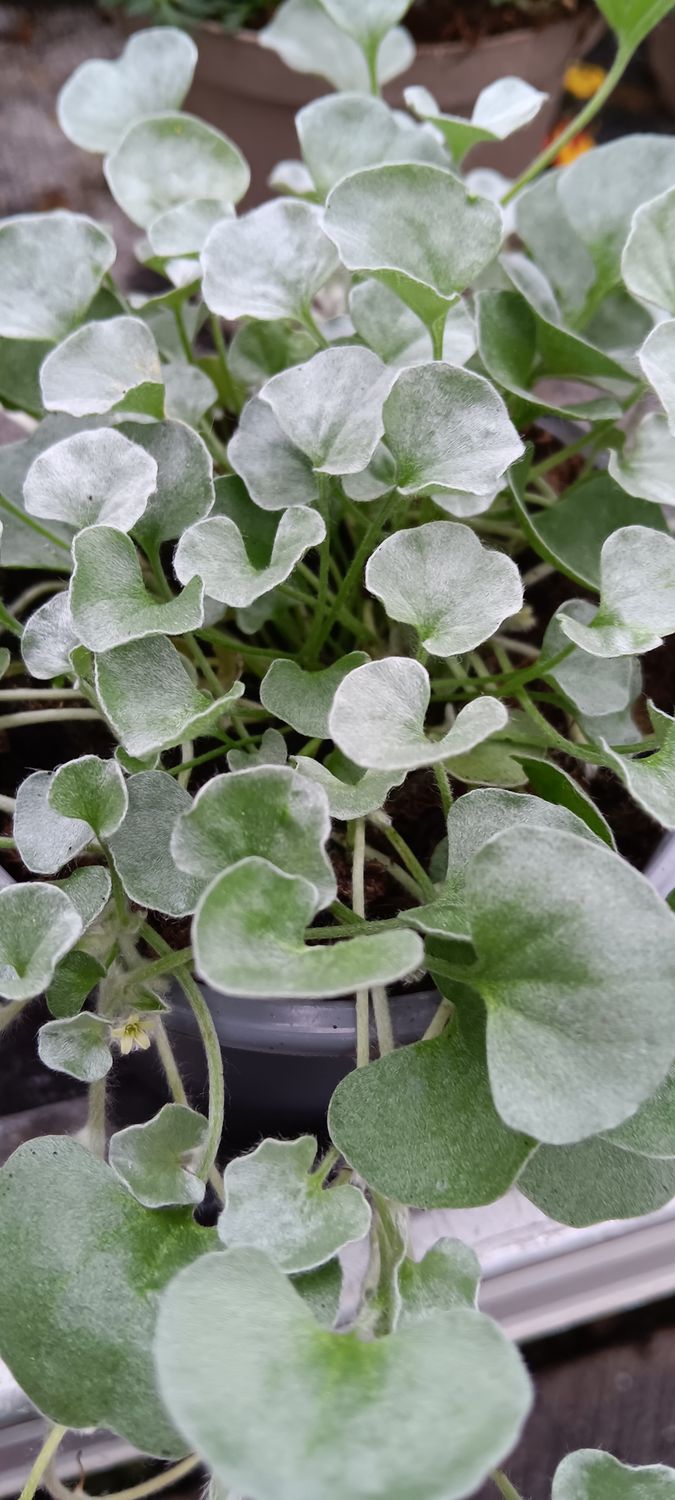 Dichondra , Silverfalls