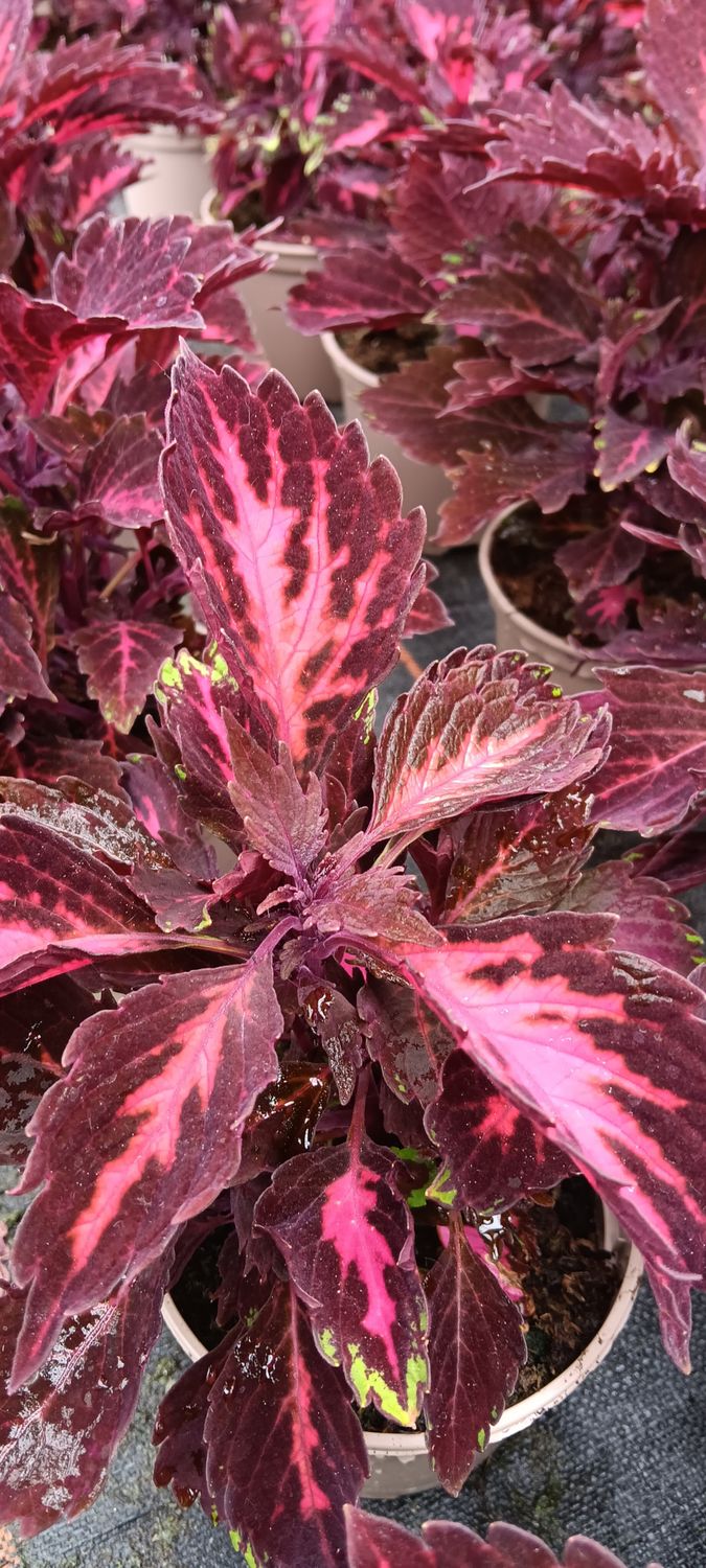 Coleus, Buntnessel