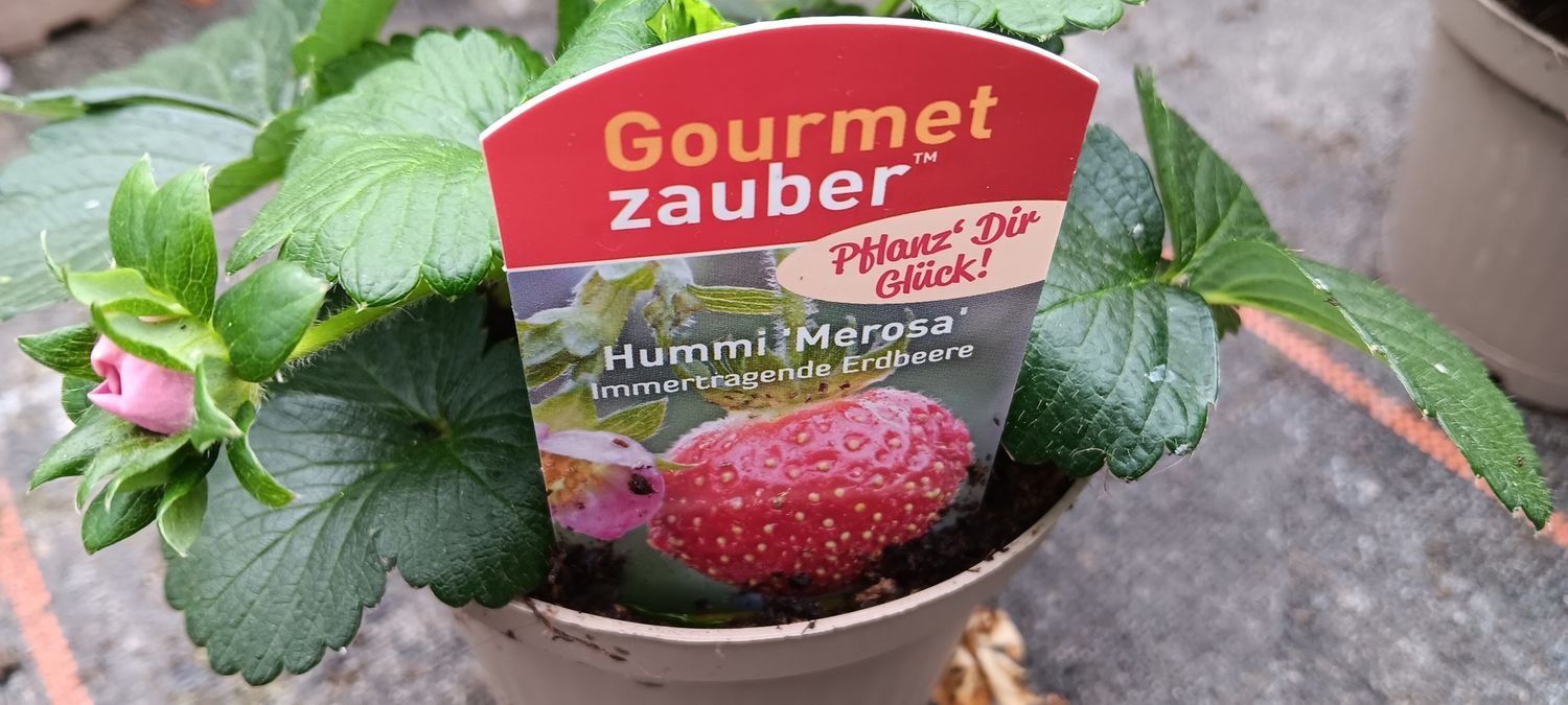 Erdbeere Merosa