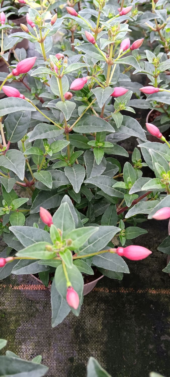 Fuchsie stehend