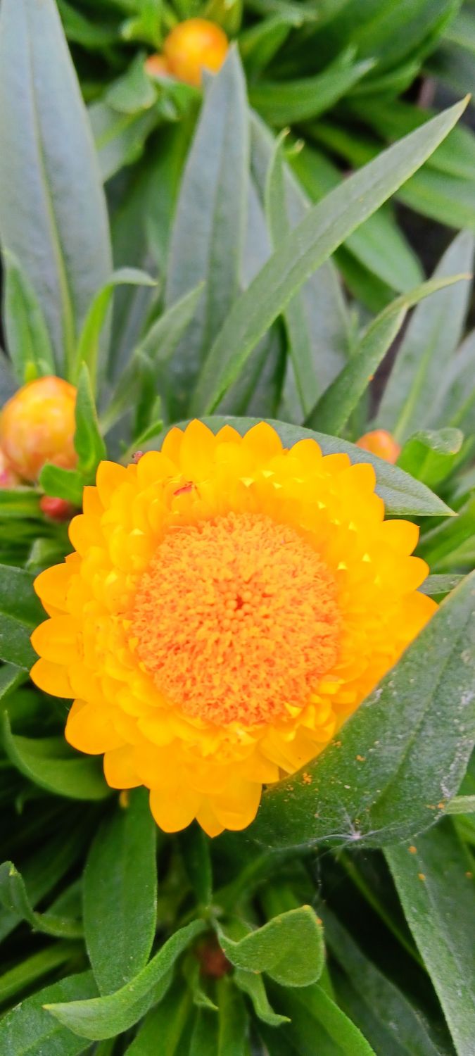 Helichrysum Strohblume