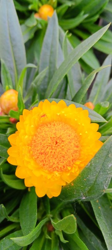 Helichrysum Strohblume