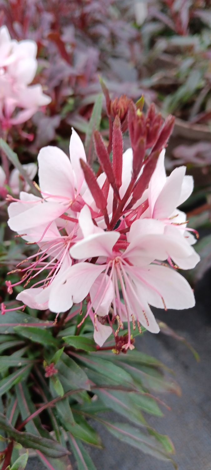 Gaura lindheimerii, Prachtkerze
