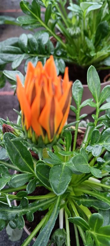 Gazania, Mittagsgold