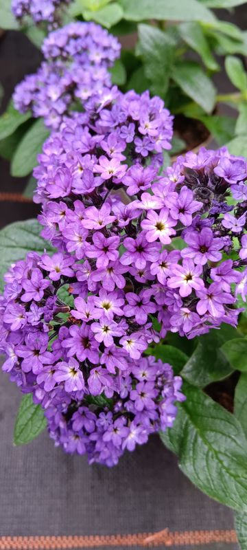 Heliotrop Vanilleblume