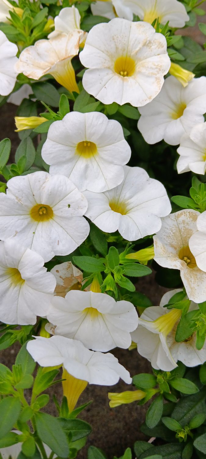 Petunia callibrachoa Million Bells