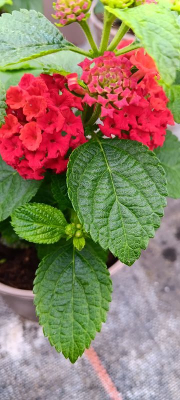 Lantana Wandelröschen