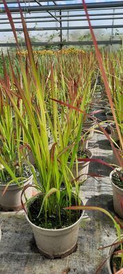 Imperata cylindrica Red Baron T17 
