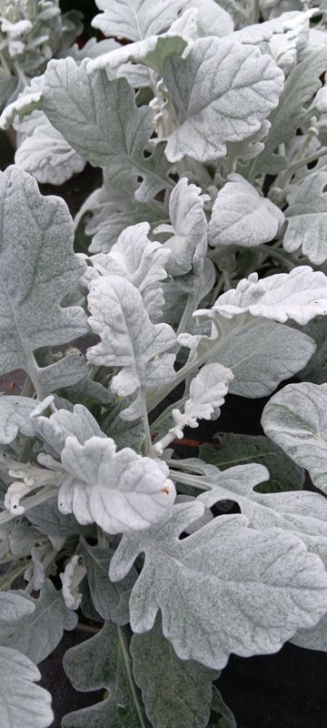 Silberblatt, Seneca cineraria.    T12 grossblättriges Silberblatt