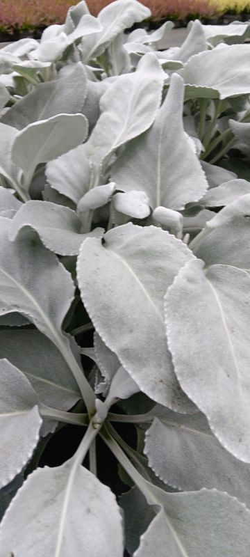 ANGEL WINGS, Senecio.    T17 grossblättriges Silberblatt