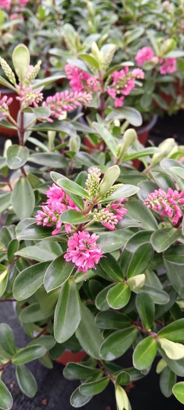 Veronika, Hebe andersonii All Blooms