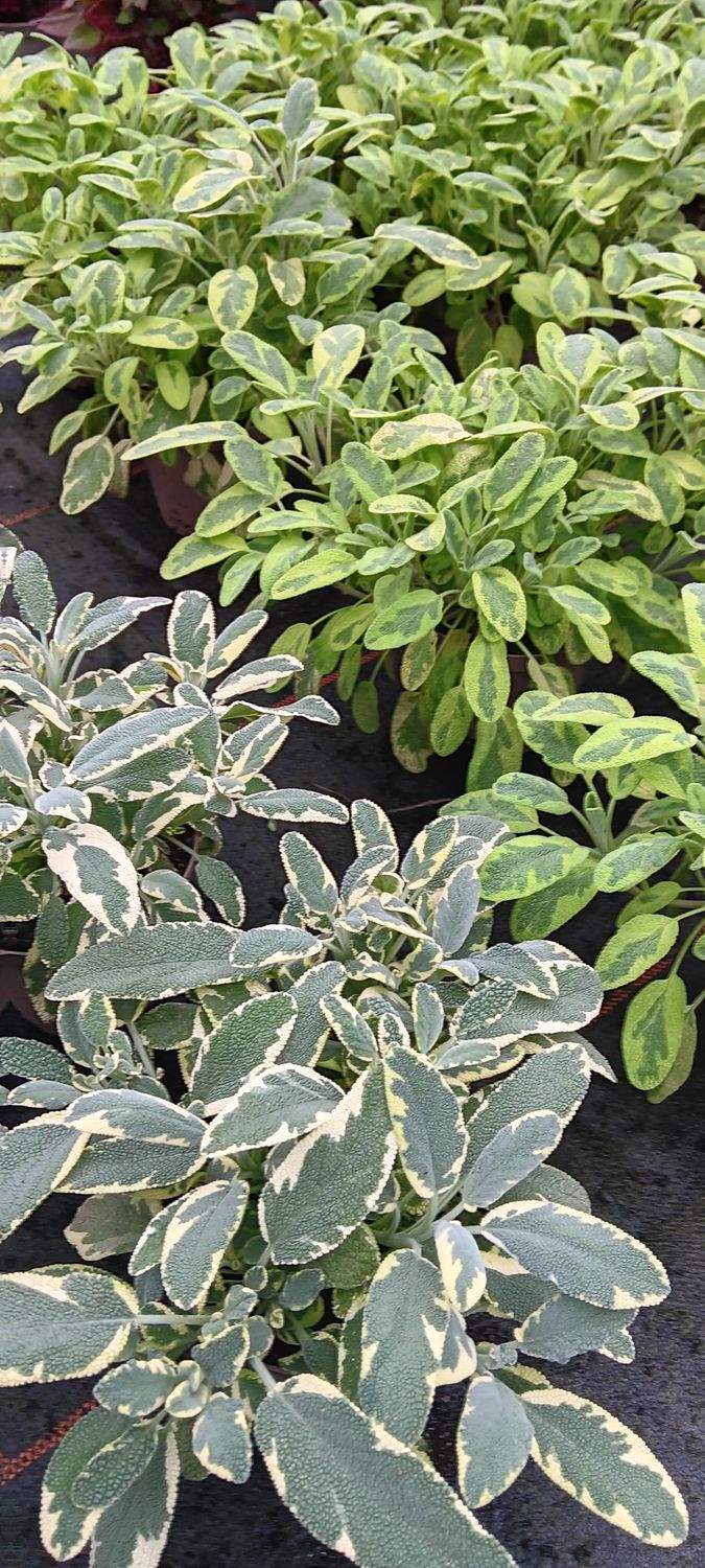 Buntblatt Salbei, Salvia