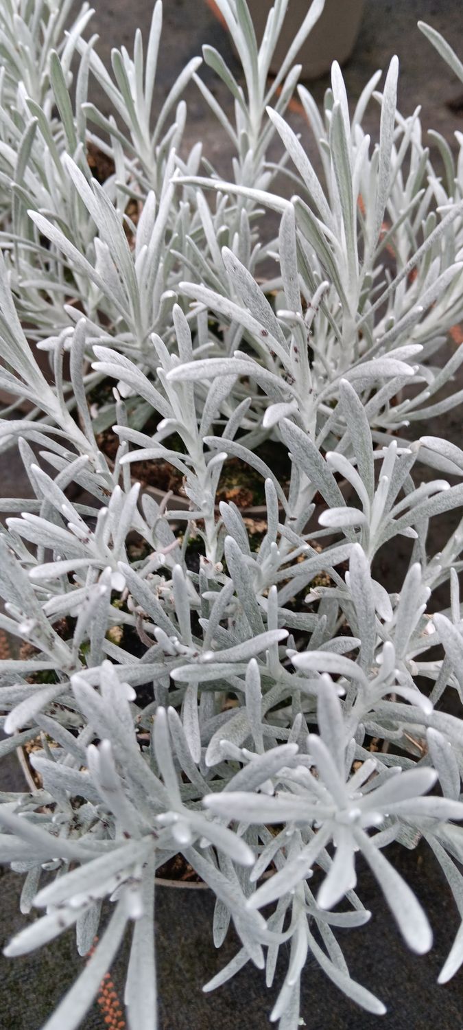 Helichrysum Currykraut