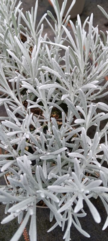 Helichrysum Currykraut