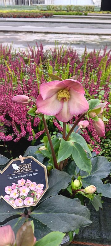 HELLEBORUS Lenzrose Ice N'Roses