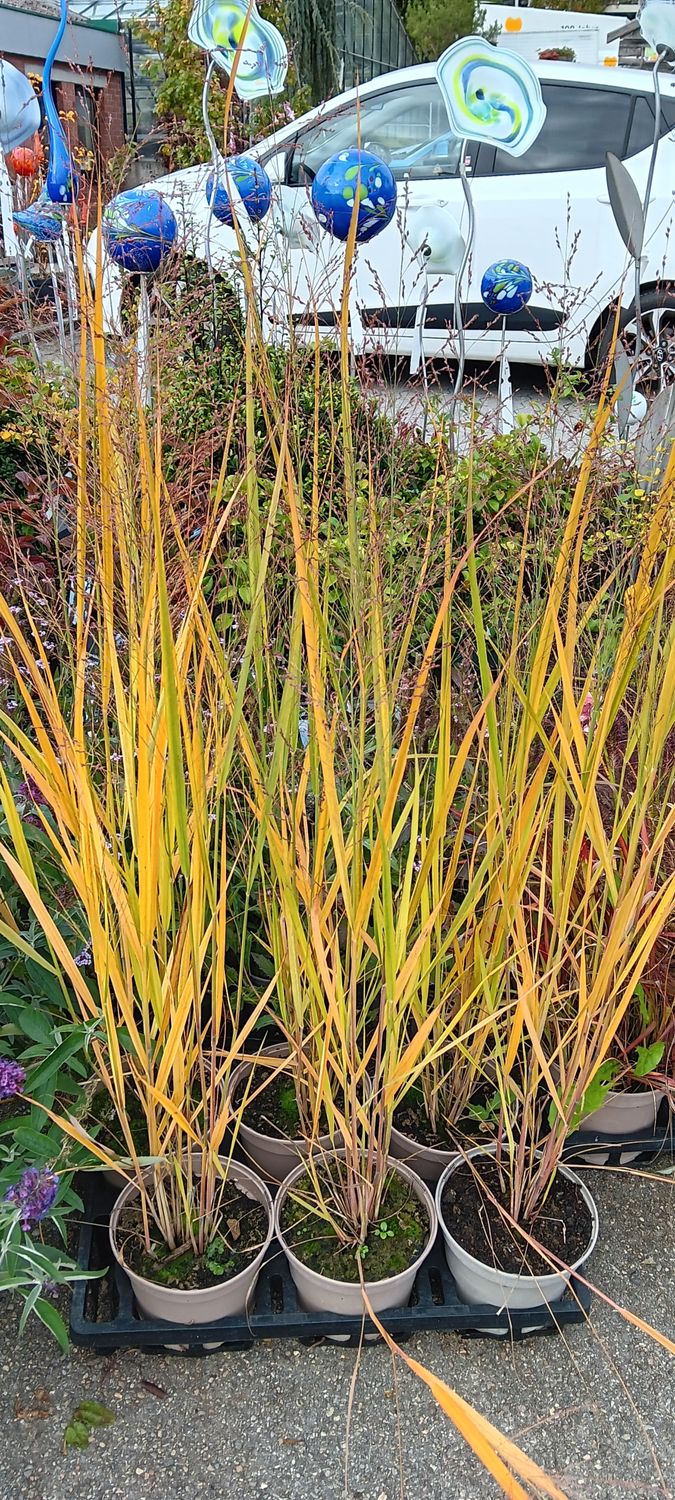 Panicum virgatum  Rutenhirse T17
