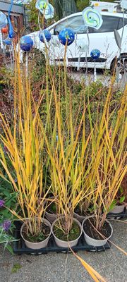 Panicum virgatum  Rutenhirse T17
