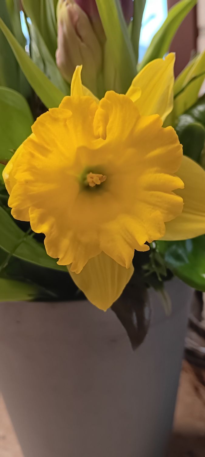 Narzisse Osterglocken