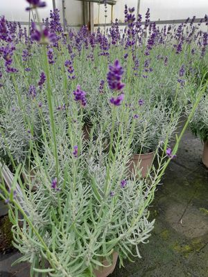 Lavandula angustifolia Essence  Lavendelbusch T12
