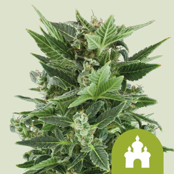 "Royal Queen Seeds" Royal Kush Autoflowering - 5 Samen