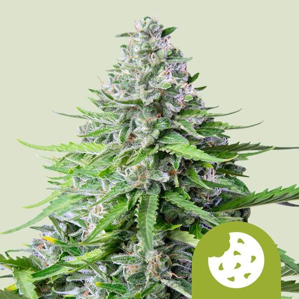 "Royal Queen Seeds" Royal Cookies Autoflowering US STRAIN- 5 Samen