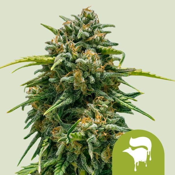 "Royal Queen Seeds" Sweet Skunk Autoflowering- 5 Samen