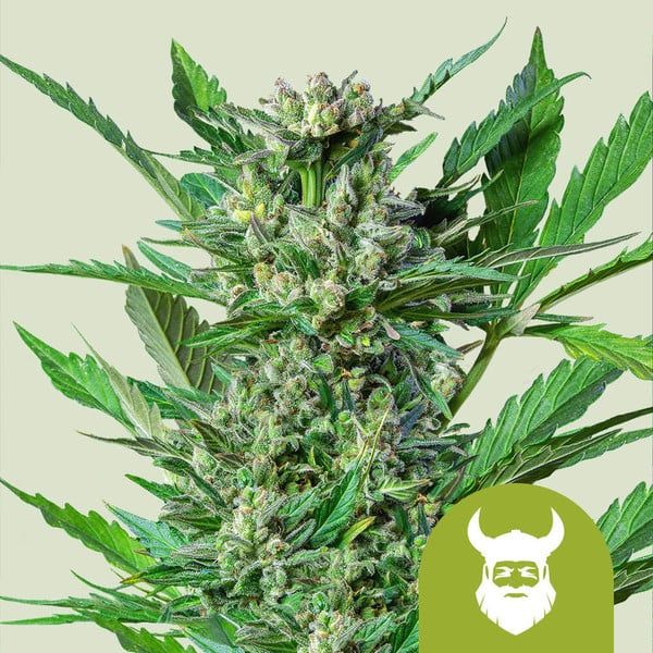 "Royal Queen Seeds" Royal Dwarf Autoflowering - 5 Samen