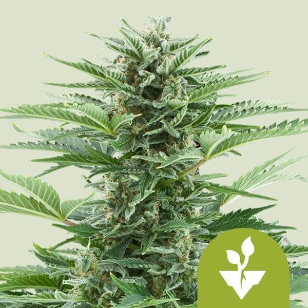 "Royal Queen Seeds" Easy Bud Autoflowering