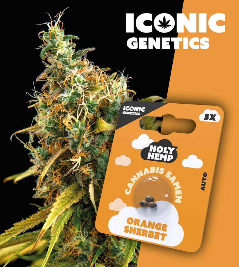 "Holy Hemps" Orange Sherbet Autoflowering - 3 Samen