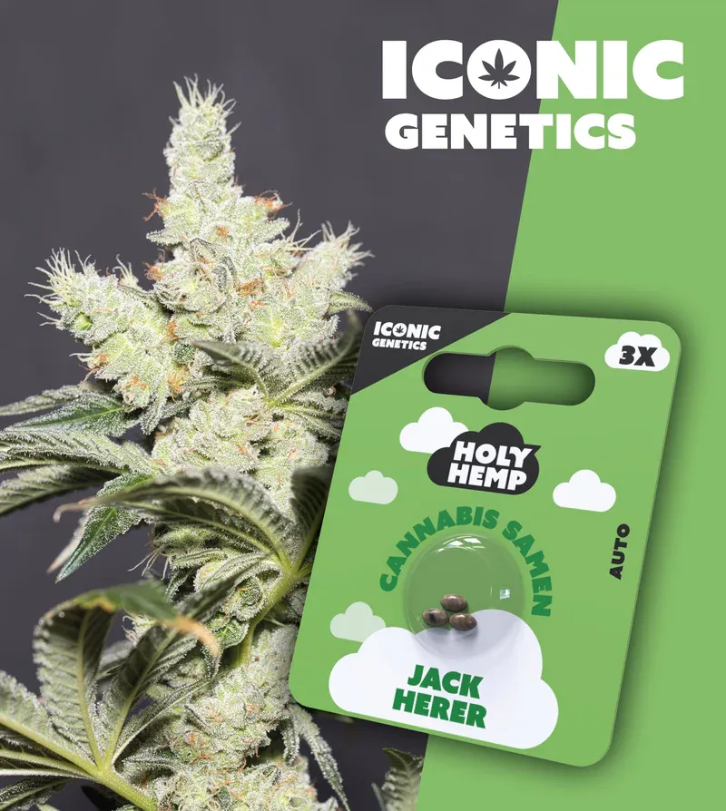 "Holy Hemps" Jack Herer Autoflowering - 3 Samen
