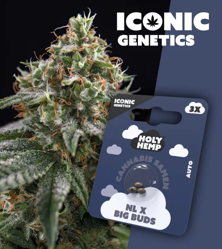 "Holy Hemps" NL X Big Buds