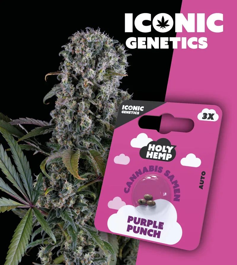 "Holy Hemp" Purple Punch Autoflowering - 3 Samen