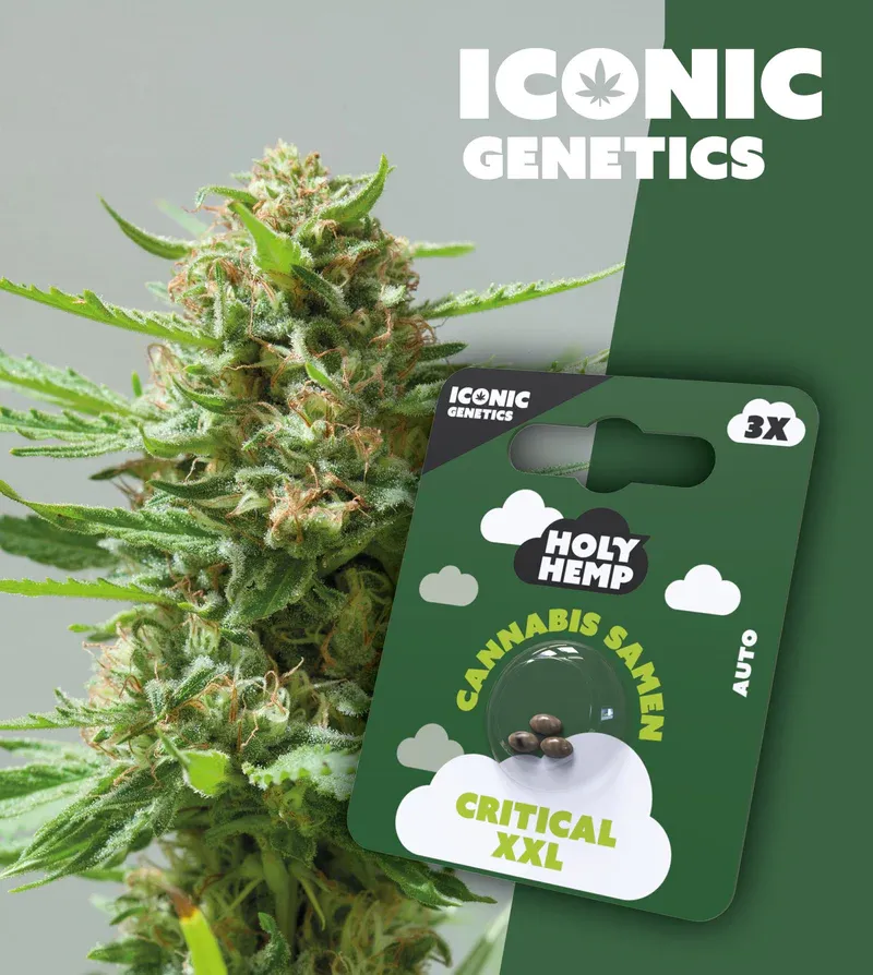 "Holy Hemps" Critical XXL Autoflowering - 3 Samen