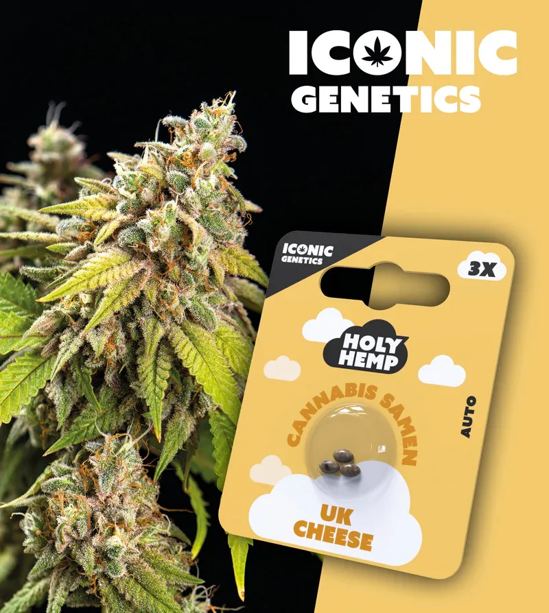 "Holy Hemps" UK Cheese Autoflowering - 3 Samen