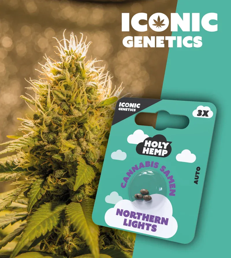 "Holy Hemp" Northern Lights Autoflowering - 3 Samen